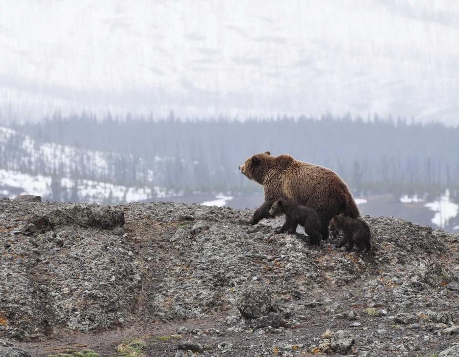 The Weight of Looking