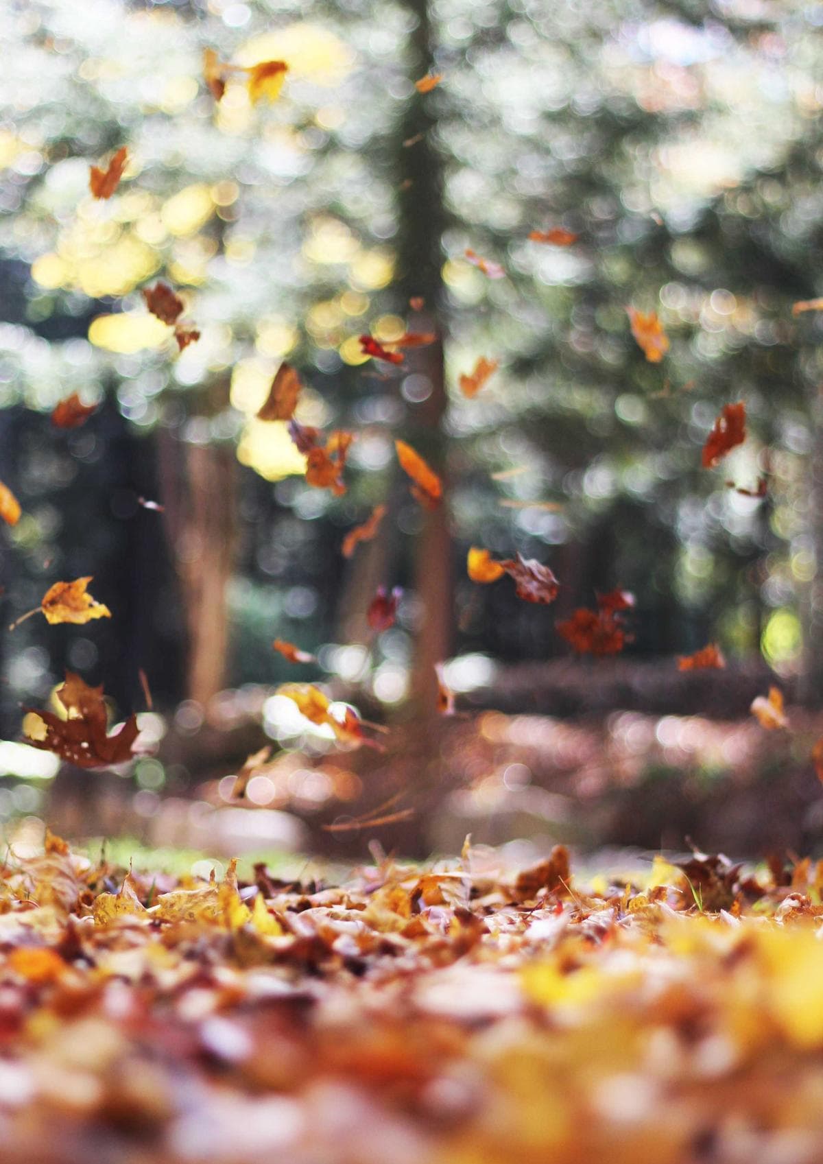 The Cartographer's Garden