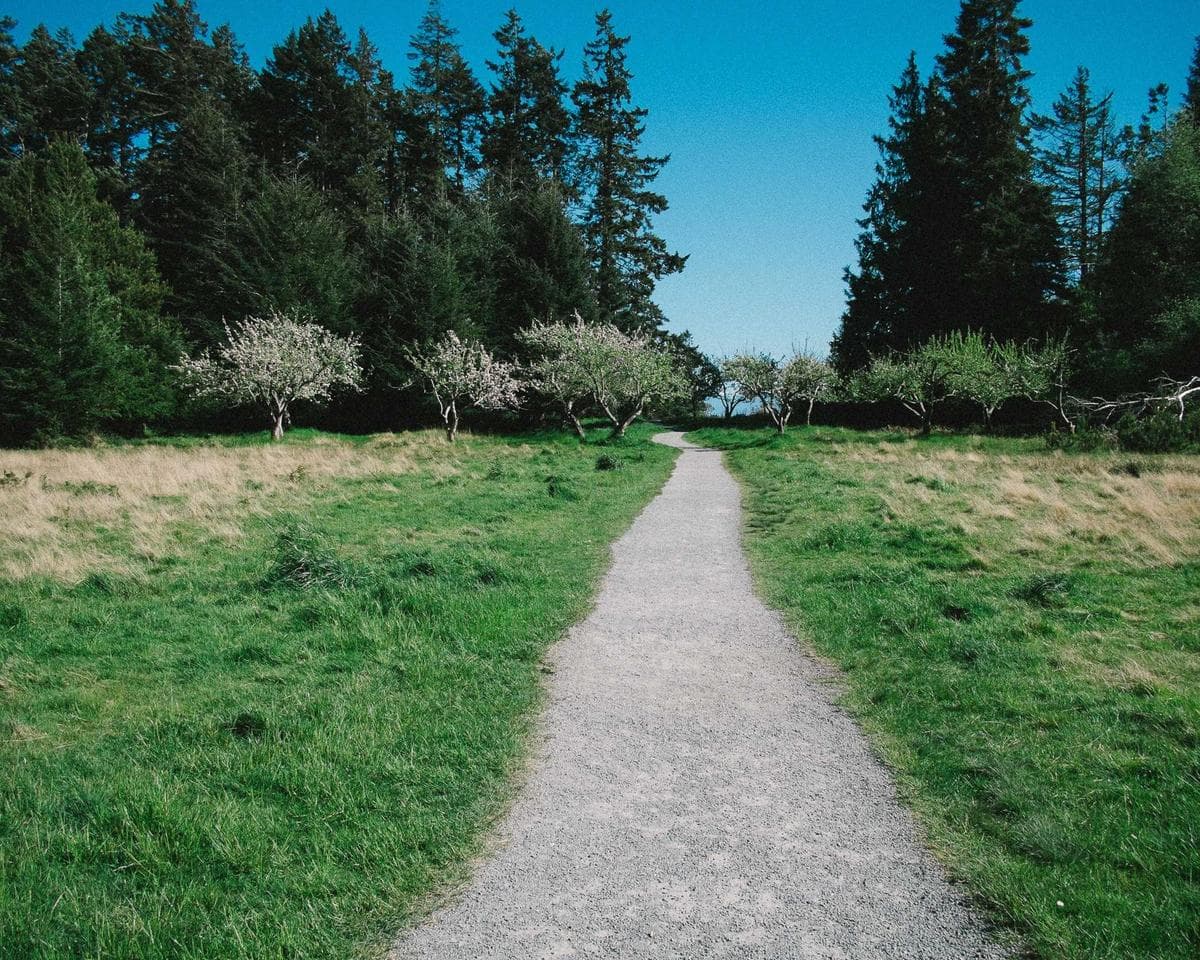 The Barber's Apprentice